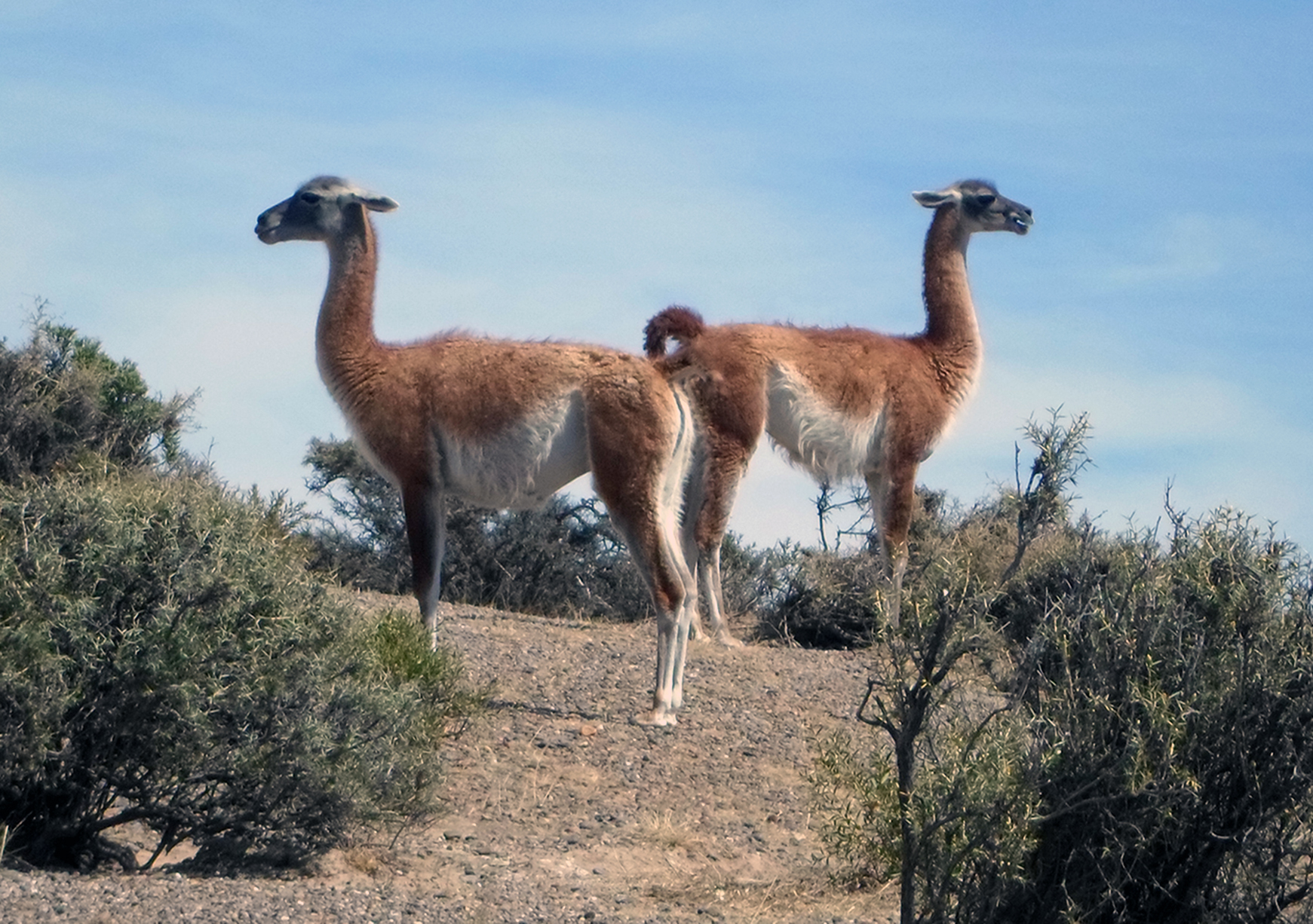 Especímenes juveniles de Lama guanicoe en Patagonia austral. Foto: A. Hernández. Creative Commons.