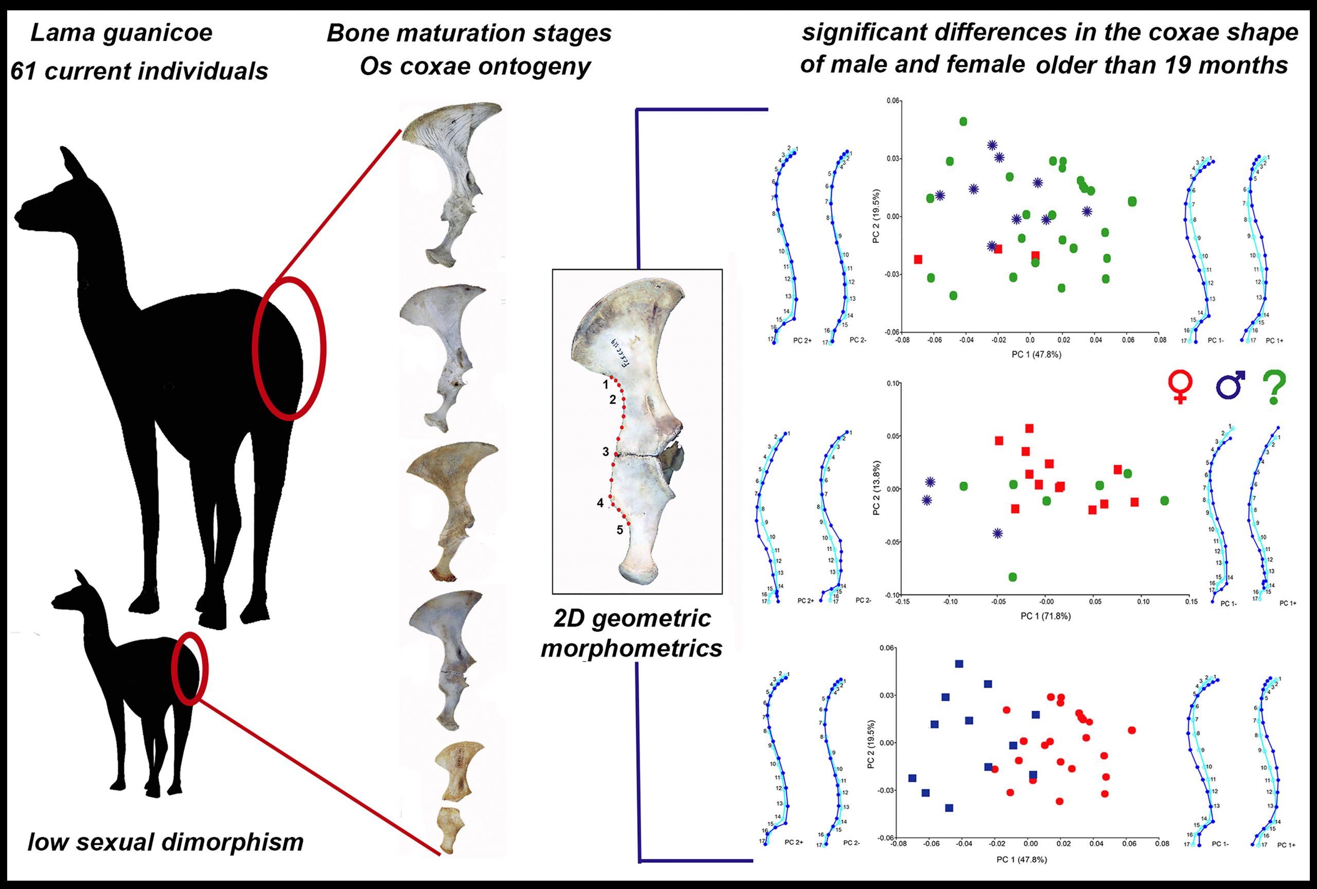 Infografía L’Heureux et al., 2023. Creative Commons.