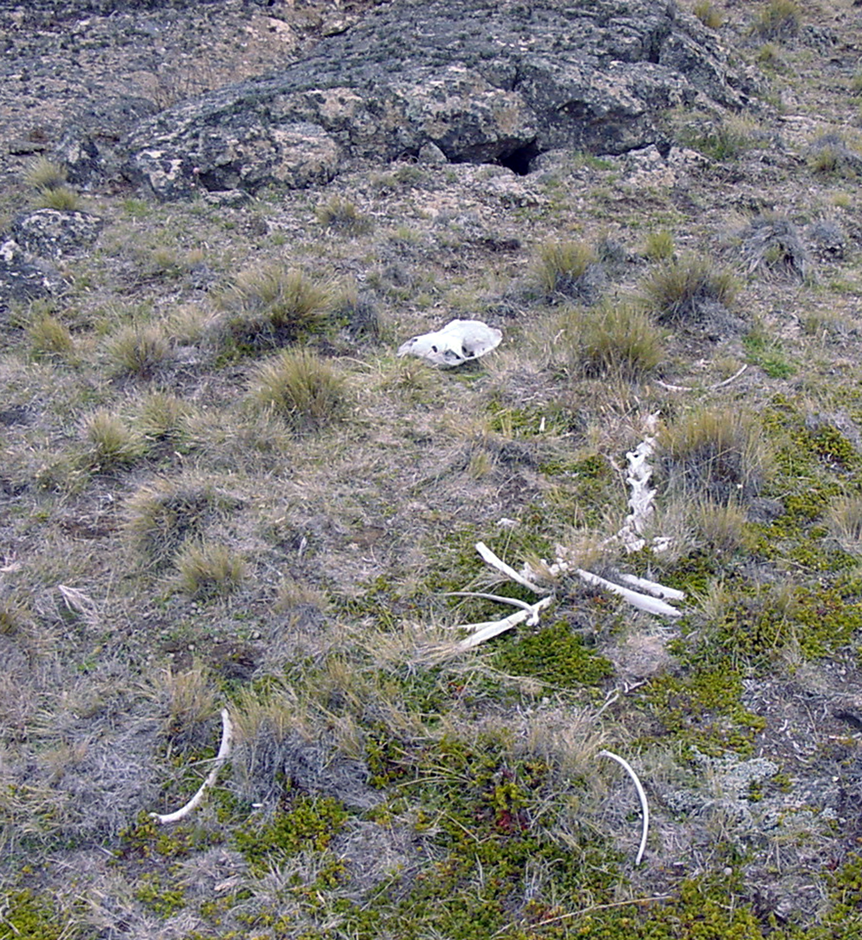 Guanaco tafonómico recolectado en el campo volcánico Pali Aike, Santa Cruz. Foto: G. L. L’Heureux. Creative Commons.