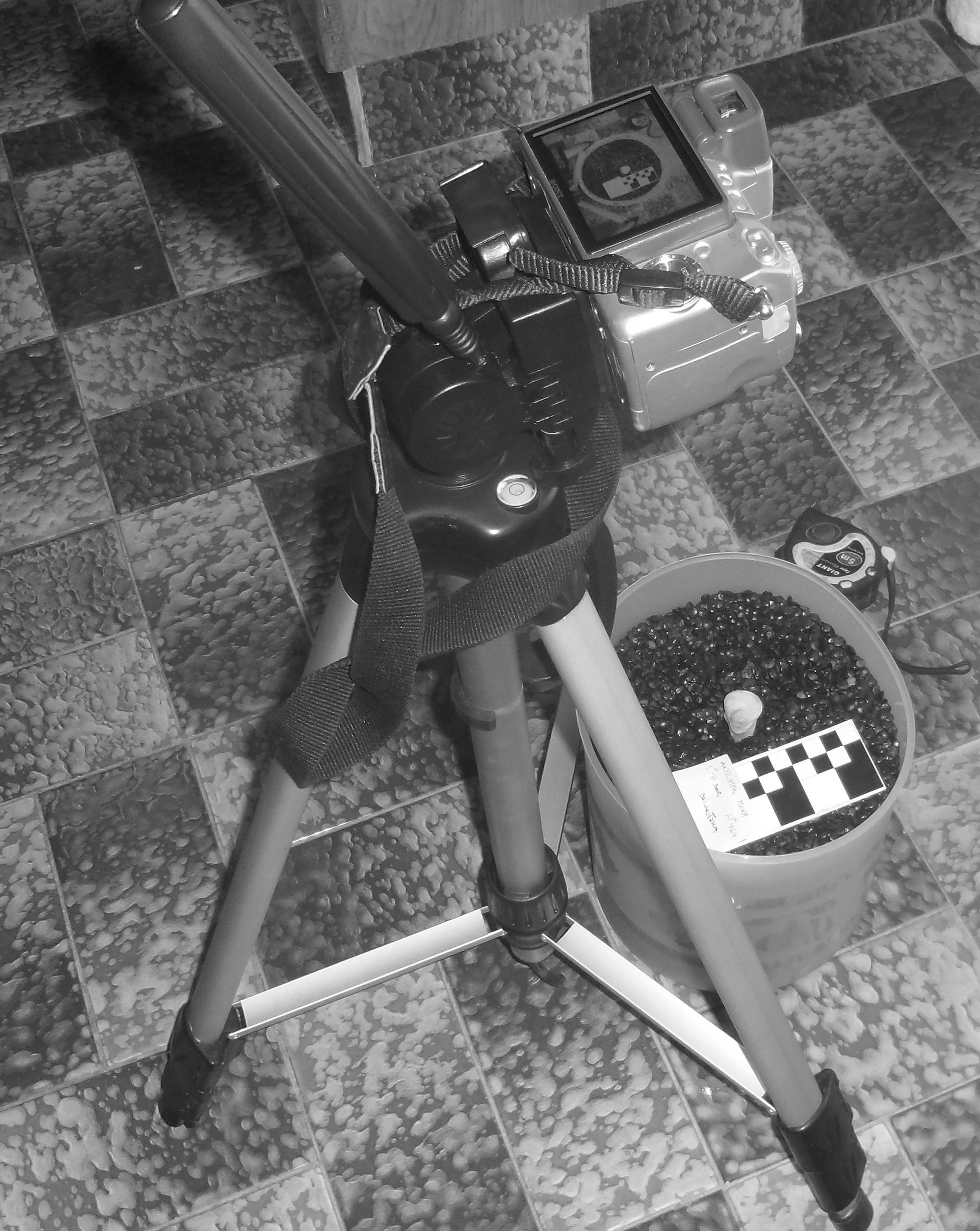 Obteniendo imágenes 2D para análisis de Morfometría Geométrica. Foto: A. Hernández. Creative Commons.