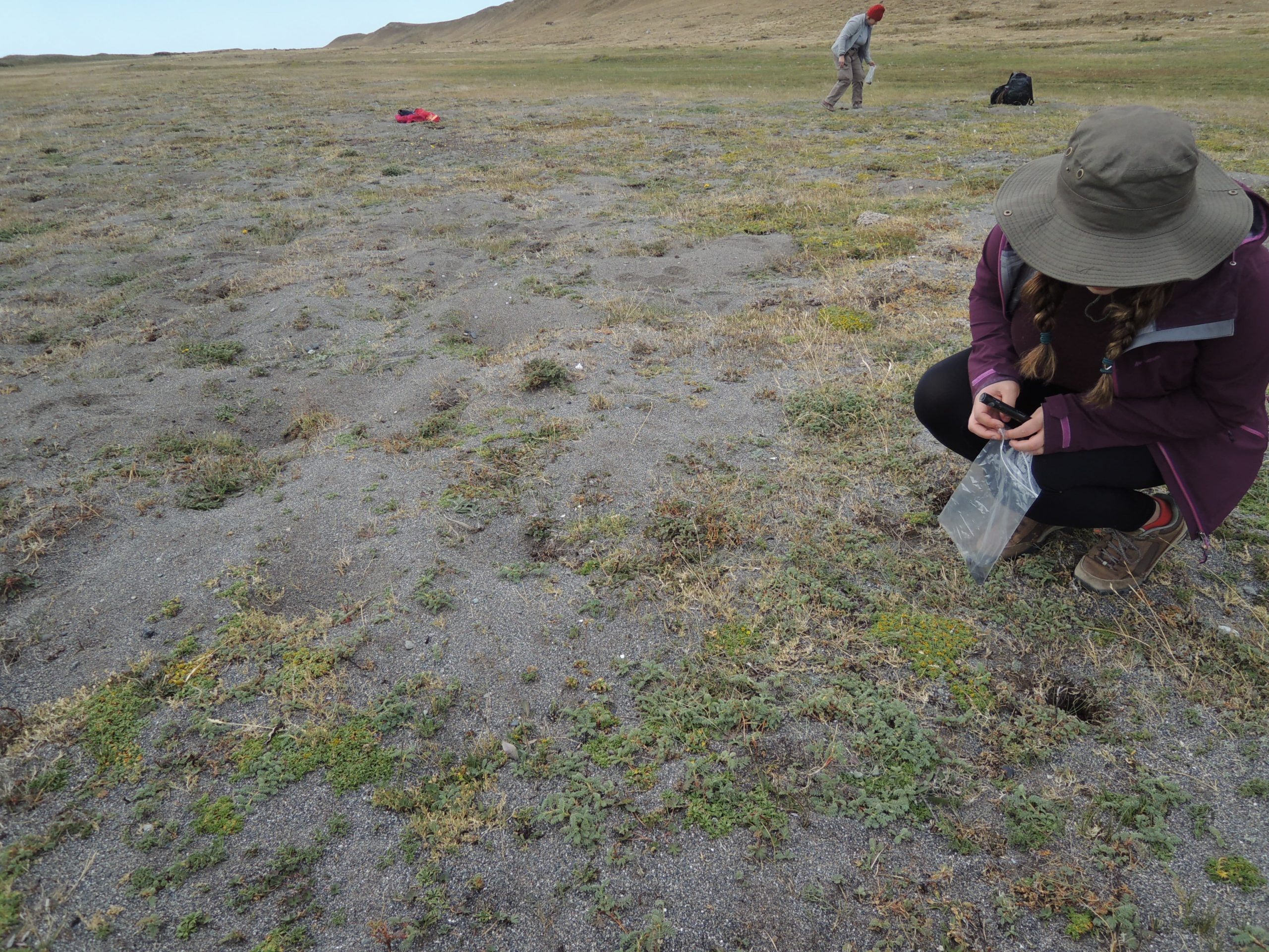 Recolección de materiales arqueológicos en superficie en sector afectado por la actividad de fauna fosorial en la localidad arqueológica Los Chorrillos (Tierra del Fuego, Argentina). Autora de la foto - K. Borrazzo. Creative Commons