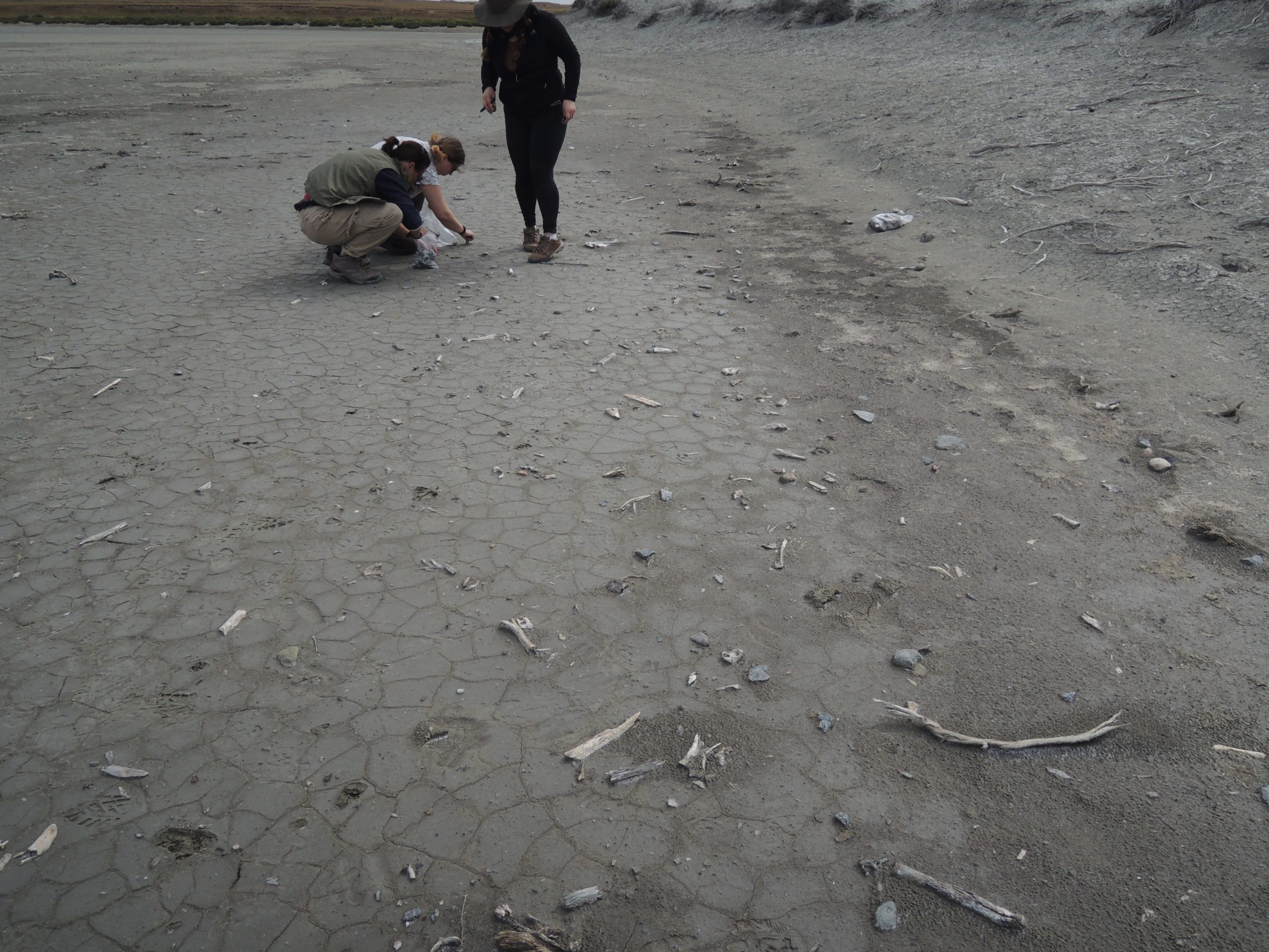 Muestreo de materiales arqueológicos en superficie en localidad de las planicies eololacustres (Tierra del Fuego, Argentina). Autora de la foto - K. Borrazzo. Creative Commons.